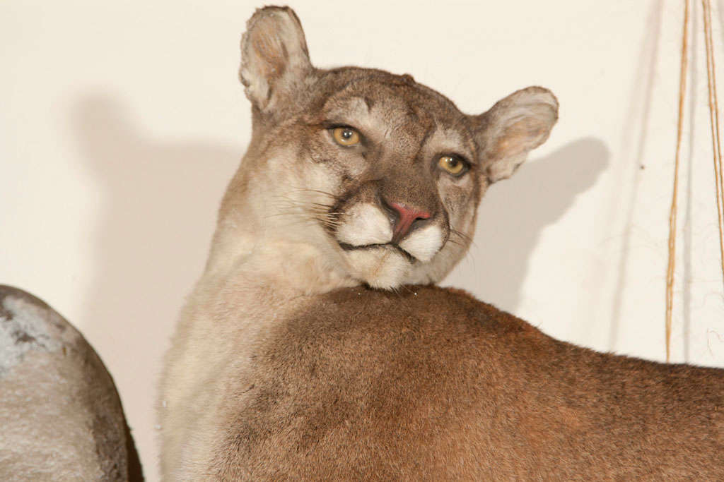 A vivid stuffed cougar taxidermy mounted on tree trunk.